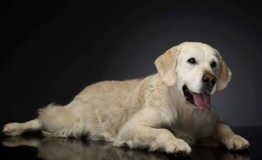 Bir gri fotoğraf Studio mutlu labrador geri almak
