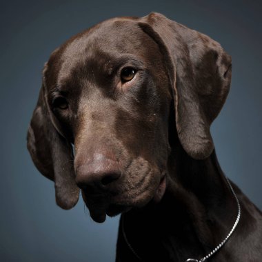 Karanlık bir photostudio Alman işaretçi dikey