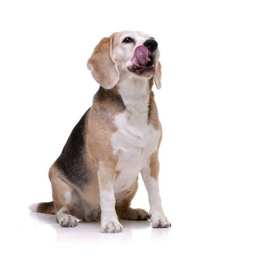 Beyaz arka plan üzerinde oturan bir sevimli Beagle stüdyo çekim.