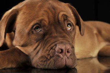 Bordeaux köpek siyah bir stüdyoda rahatlatıcı