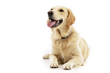 Beyaz arka plan üzerinde yalan bir sevimli Golden retriever köpek yavrusu doz stüdyo.