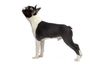 Boston korkunç standart beyaz fotoğraf stüdyosu