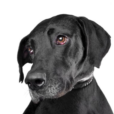 Bir çok güzel karışık doğurmak köpek - atış, stüdyo portresi üzerine beyaz izole.