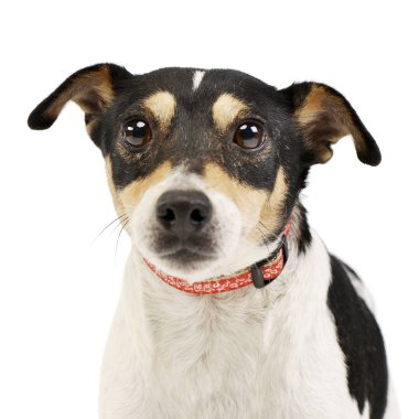 Bir çok güzel karışık doğurmak köpek, atış, stüdyo portresi üzerine beyaz izole.