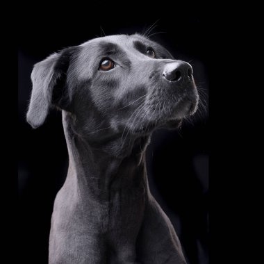 Bir çok güzel karışık doğurmak köpek, atış, stüdyo portre siyah izole.