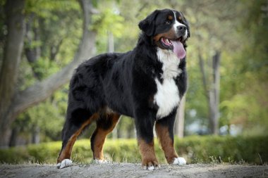 parkta çok güzel Bernese dağ köpek