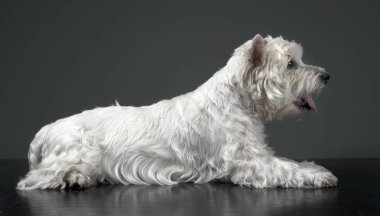Batı highland terrier studio rahatlatıcı beyaz