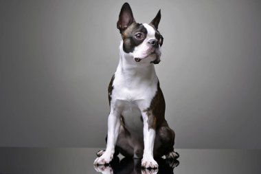 Studio shot of an adorable Boston Terrier sitting on grey background. clipart