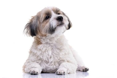 Beyaz arka plan üzerinde yalan çok güzel bir Havanese köpek stüdyo çekim.