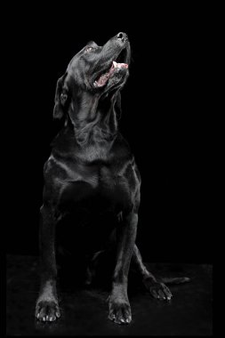 güzel gözler portre siyah bir stüdyoda üzgün siyah karışık doğurmak köpek