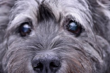 Bir çok güzel karışık doğurmak köpek - atış studio portresi.