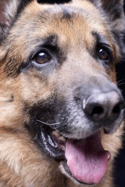 Beyaz arka plan üzerinde izole bir çok güzel Alman çoban köpeği - portresi kapatın.