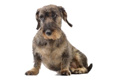 Beyaz arka plan üzerinde oturan sevimli bir Dachshund stüdyo çekim.
