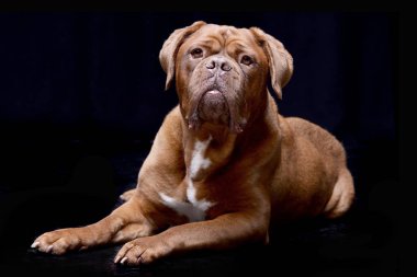 Çok güzel bir Dogue de Bordeaux siyah arka plan üzerine yalan stüdyo çekim.