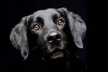 Bir çok güzel karışık doğurmak köpek, atış, stüdyo portre siyah izole.