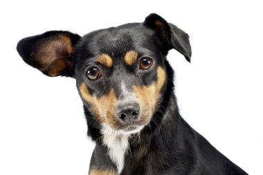 Bir çok güzel karışık doğurmak köpek, atış, stüdyo portresi üzerine beyaz izole.