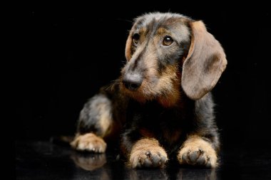 Çok güzel bir Dachshund siyah arka plan üzerine yalan stüdyo çekim.