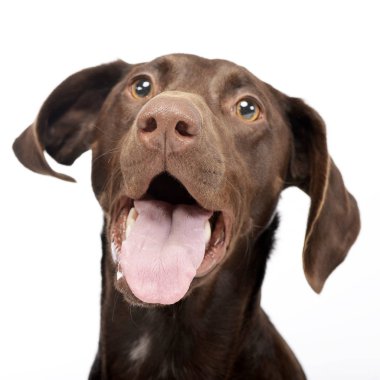 Bir çok güzel karışık doğurmak köpek, atış, stüdyo portresi üzerine beyaz izole.