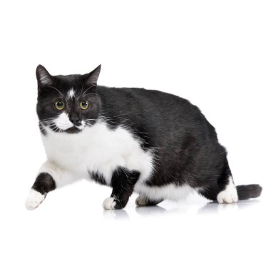 Beyaz arka plan üzerinde bir sevimli kedi duran stüdyo çekim.