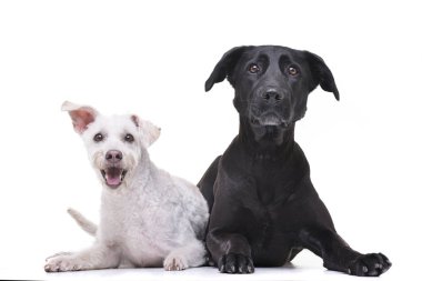 Beyaz arka plan üzerinde yalan iki çok güzel karışık doğurmak köpek stüdyo çekim.