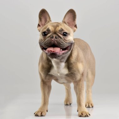 Gri arka plan üzerinde bir çok güzel Fransız buldozer duran stüdyo çekim.