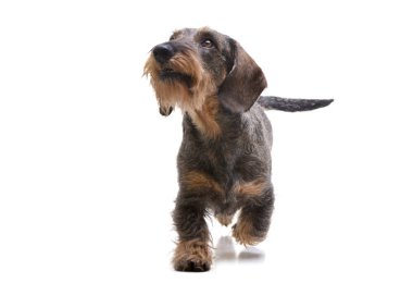 Beyaz arka plan üzerinde yürümek çok güzel bir Dachshund stüdyo çekim.