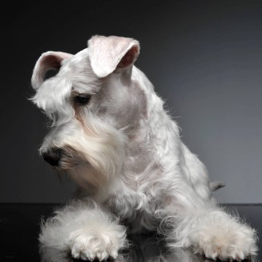 tatlı beyaz Minyatür schnauzer gri fotoğraf stüdyosu