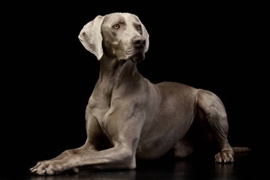 Siyah arka plan üzerine yalan bir sevimli Weimaraner stüdyo çekim.