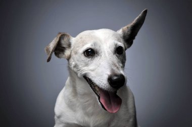 komik kulakları beyaz köpek portre mezun arka planda