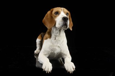 Stüdyo çekim çok güzel bir Beagle siyah arka plan üzerine yalan.
