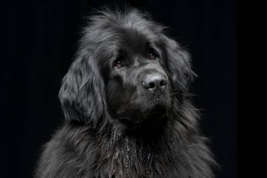 Çok güzel bir Newfoundland köpek - siyah arka plan üzerine izole portresi.