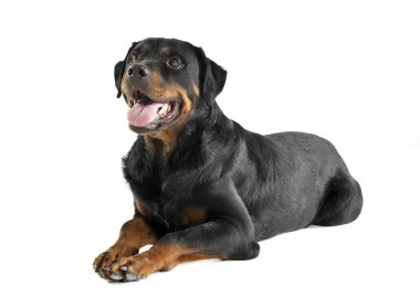 Yalan rottweiler ve beyaz bir arka planda waching