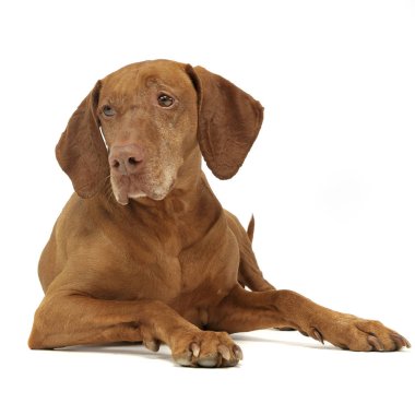 Photo studio poz güzel Macar vizsla