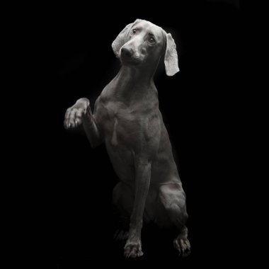 Güzel Weimarener karanlık fotoğraf stüdyosu