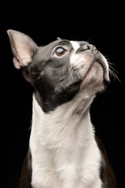 Bir çok güzel Boston Terrier - siyah arka plan üzerine izole portresi.