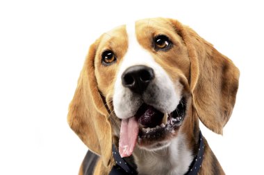 Çok güzel bir Beagle - atış, stüdyo portresi üzerine beyaz izole.