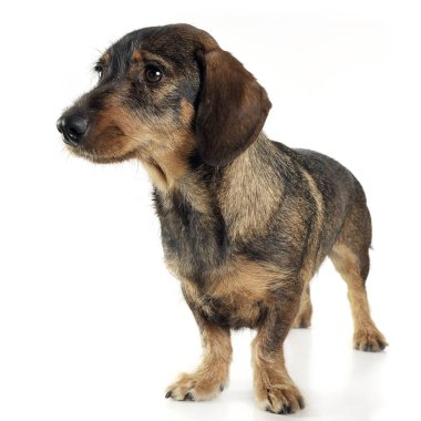 bir fotoğraf stüdyosunda poz kablolu saç dachshund