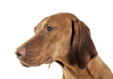 Macar vizsla portre beyaz fotoğraf stüdyosu