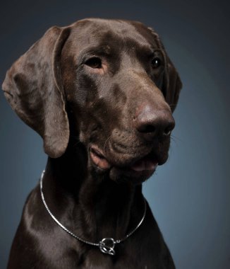 Karanlık bir photostudio Alman işaretçi dikey