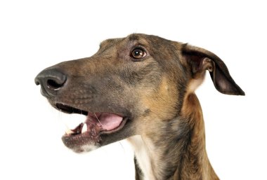 Grafik polski zevk stüdyoda çekim fotoğraf