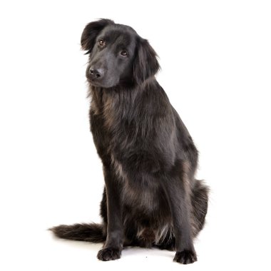 Beyaz arka plan üzerinde oturan bir çok güzel karışık doğurmak köpek stüdyo çekim.