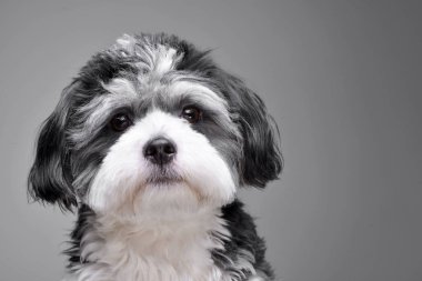 Çok güzel bir Havanese köpek - gri arka plan üzerinde izole portresi.