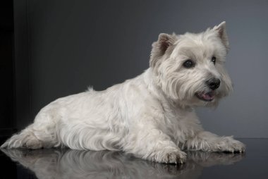 Batı highland terrier studio rahatlatıcı beyaz