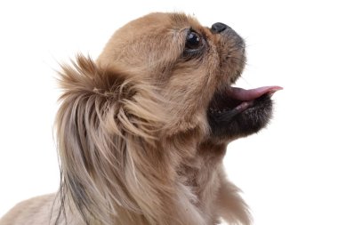 Çok güzel bir fino köpeği - beyaz arka plan üzerinde izole portresi.