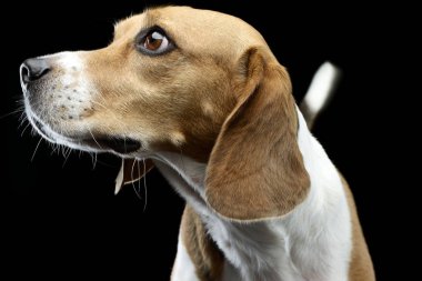Çok güzel bir Beagle, atış, stüdyo portre siyah izole.