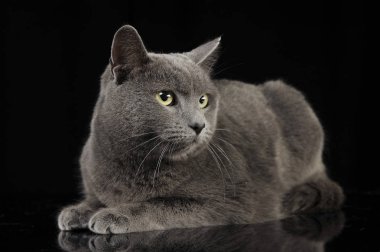 İngiliz kısa saç kedi studio rahatlatıcı