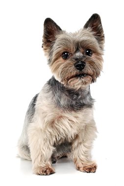 Yorkshire Terrier beyaz stüdyo arka planda oturan