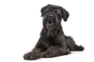 Bir çok güzel siyah Rus beyaz arka plan üzerinde yalan Terrier stüdyo çekim