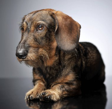 Kablolu saç dachshund gri studio rahatlatıcı.
