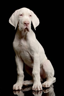 Siyah arka plan üzerine oturan sevimli bir Danua köpek stüdyo çekim.